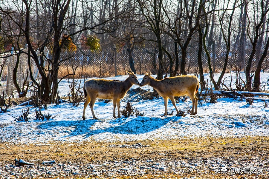 江苏大丰市麋鹿自然保护区,大丰野生麋鹿在什么地方
