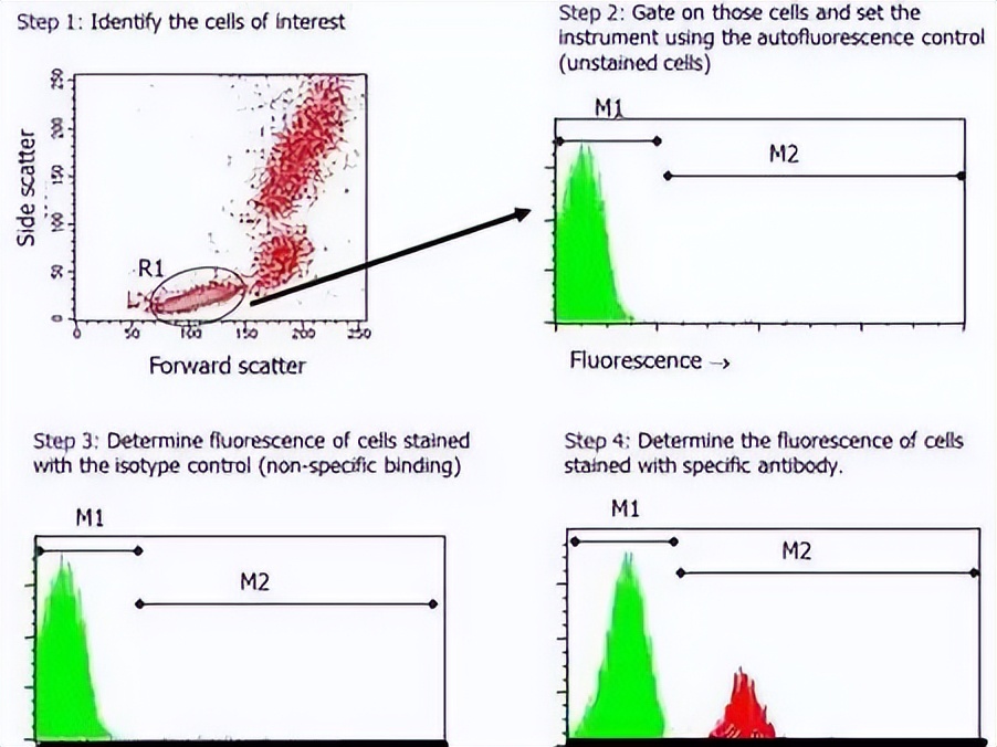 流式细胞术的主要内容,流式细胞术浆细胞多少正常
