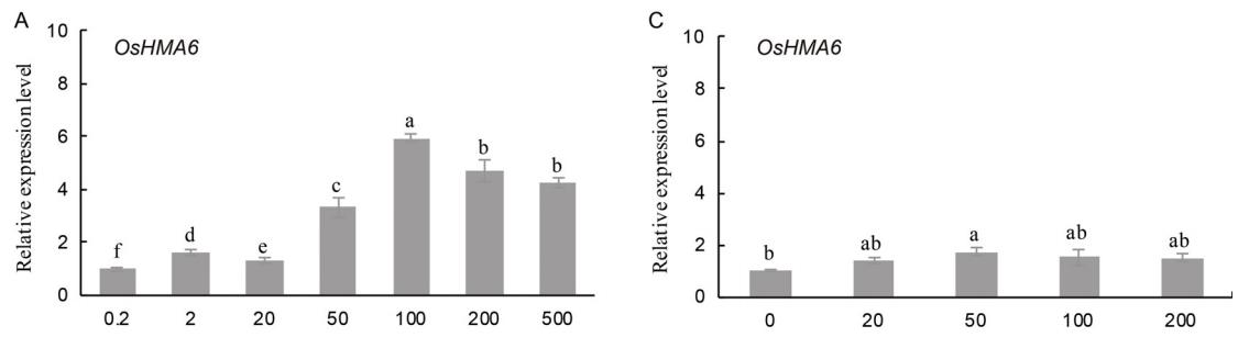 现代农业研究：水稻重金属P型ATP酶OsHMA6可能是铜外排蛋白