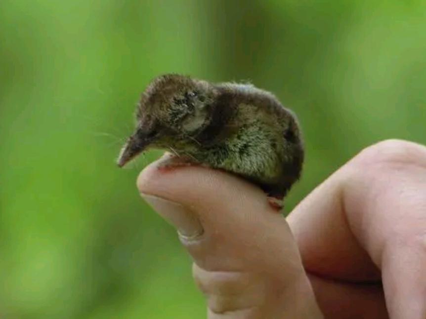 内蒙古出现“尖嘴鼠”，每分钟心脏能跳1200下，哺乳界的用毒高手