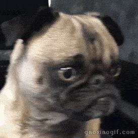 舌头舔狗狗狗会认为什么,人舔狗狗会怎么样