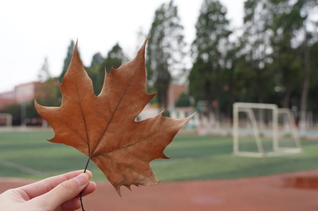 秋季限定|昆明九所学校，送你诗意校园里的一抹金