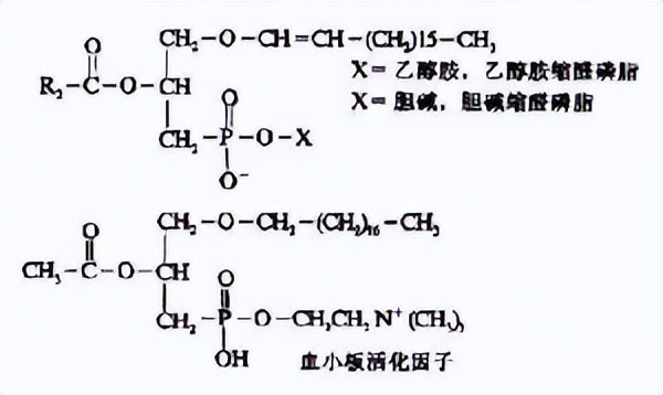 抗心磷脂抗体图片解释,磷脂指什么意思