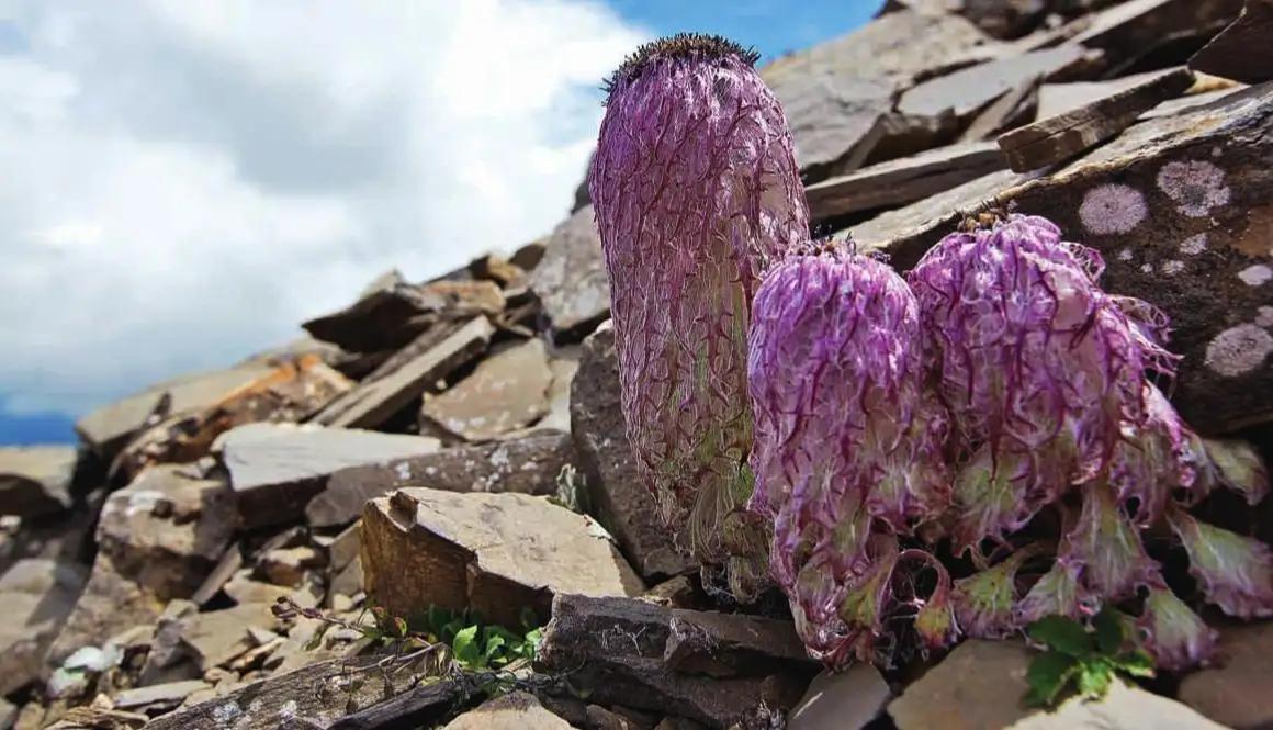 真刑，又有博主采挖“青藏雪莲花”！5-7年开花一次，开完就死亡