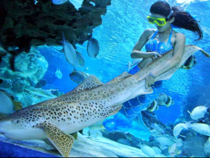 北京哪个海洋馆值得带孩子去,北京三个海洋馆哪个有海豚