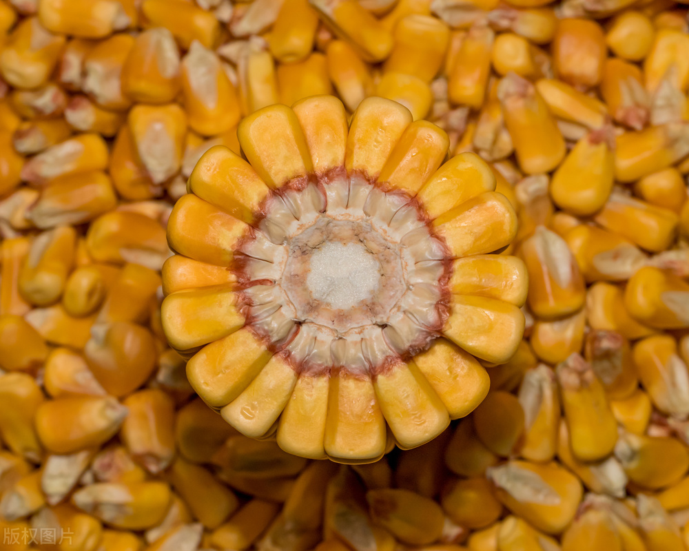 全国玉米价格2021年玉米期货走势,玉米价格走势吉林省的玉米价格