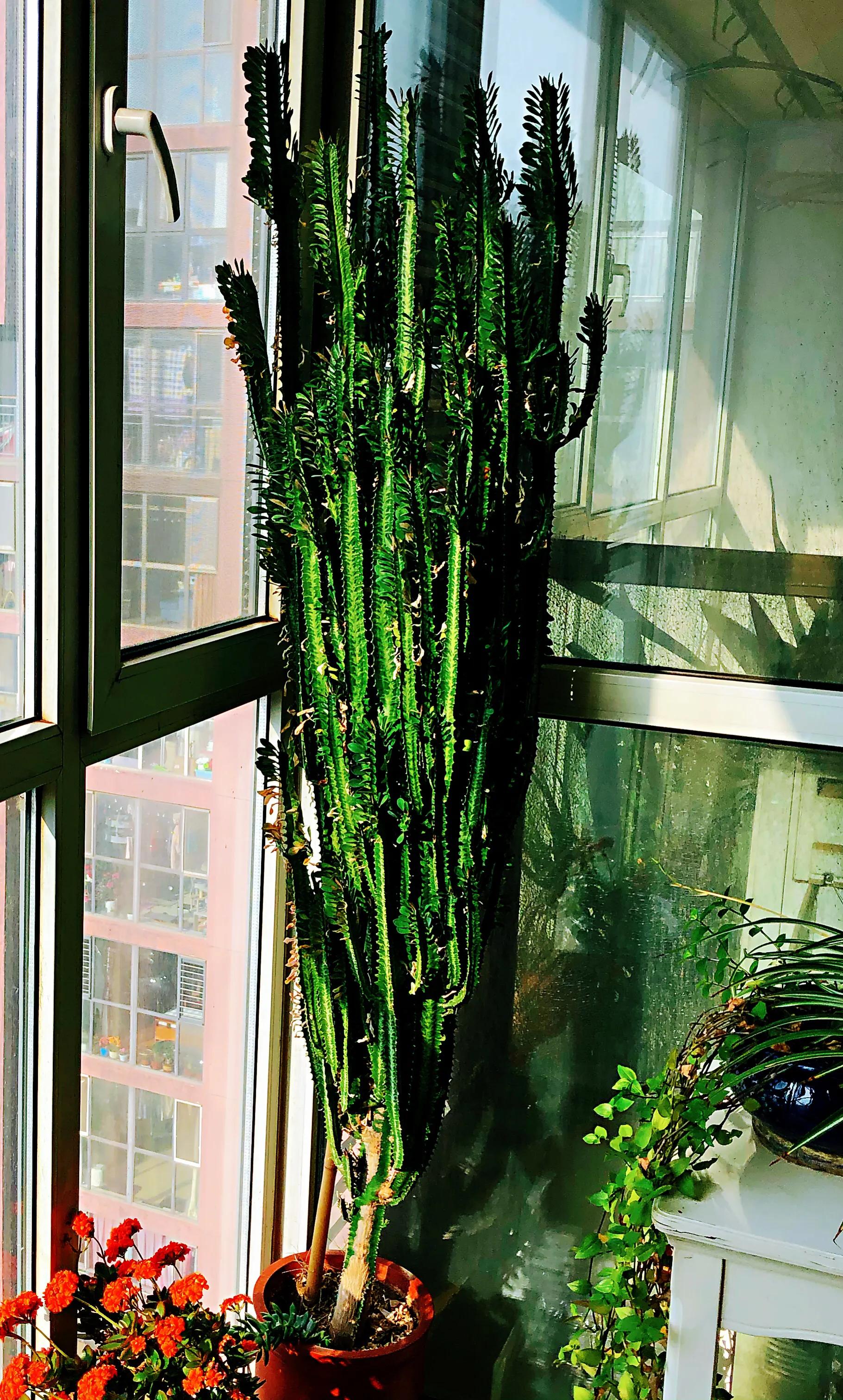 家里养什么花儿好养活,家里养的花儿图片