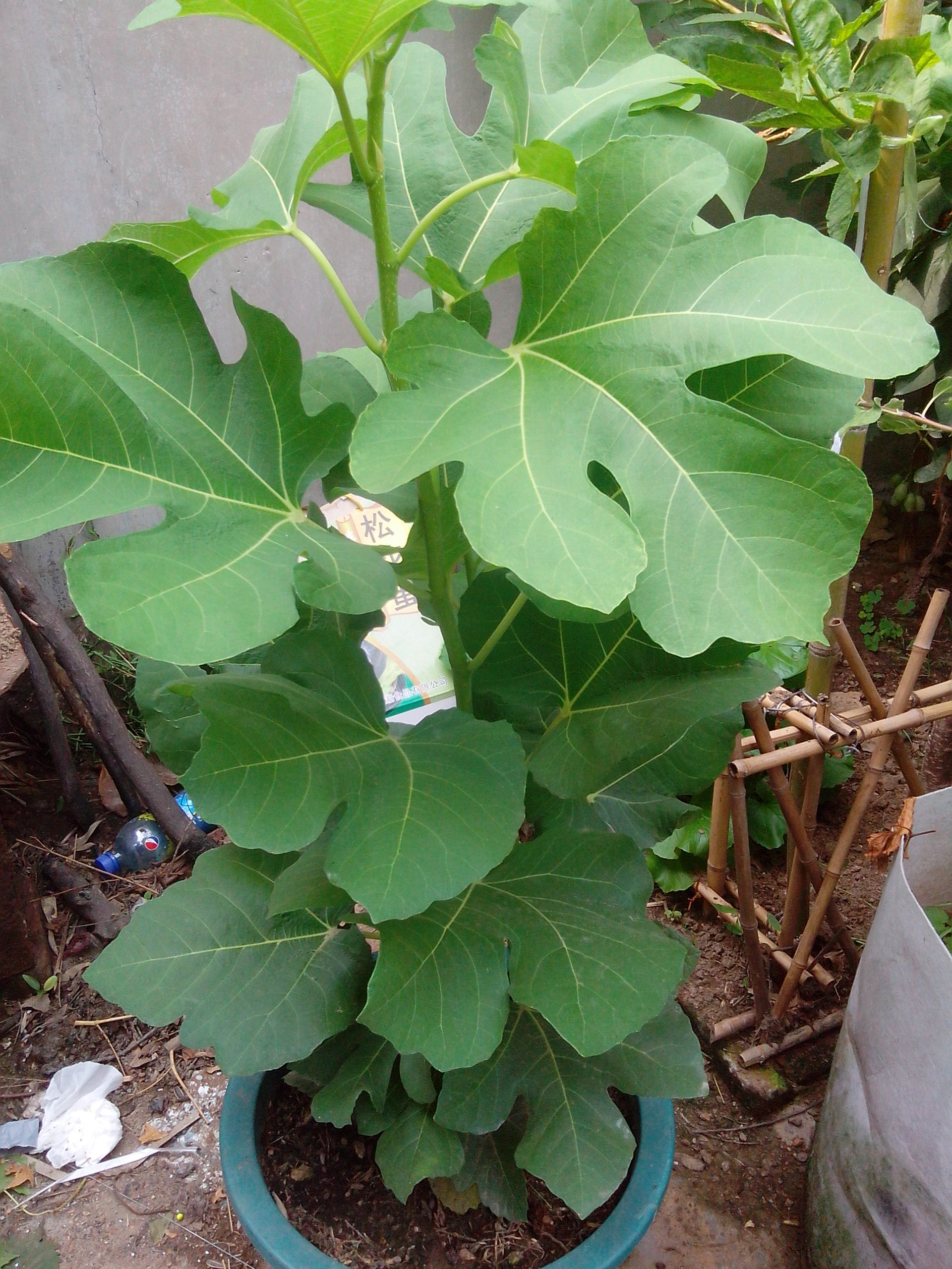 家庭种无花果宜忌,家庭种植无花果用什么盆好