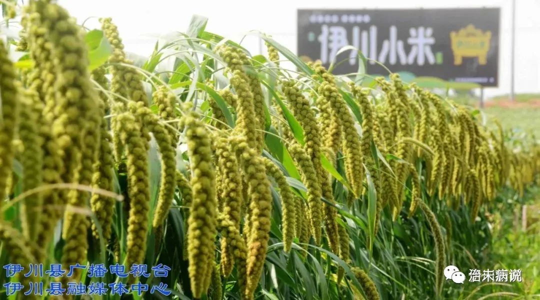 小米天天吃会长胖吗,小米天天吃有营养