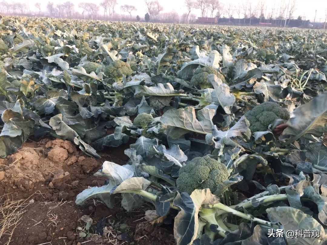 日本垄断中国市场百分之多少,打破西兰花种子垄断的原因