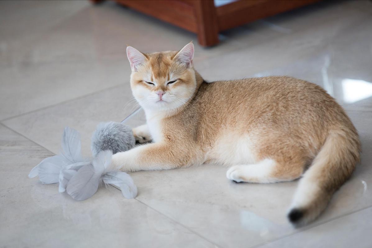 流浪猫流浪并不觉得自己可怜,快饿死的可怜流浪猫