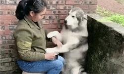 宠物店正在放饭泰迪激动跳舞,宠物店分饭泰迪跳舞