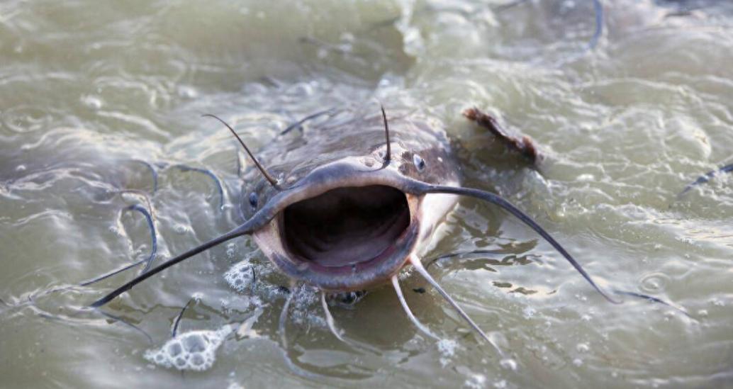 探索大自然鱼类,探索未知生物钓鱼