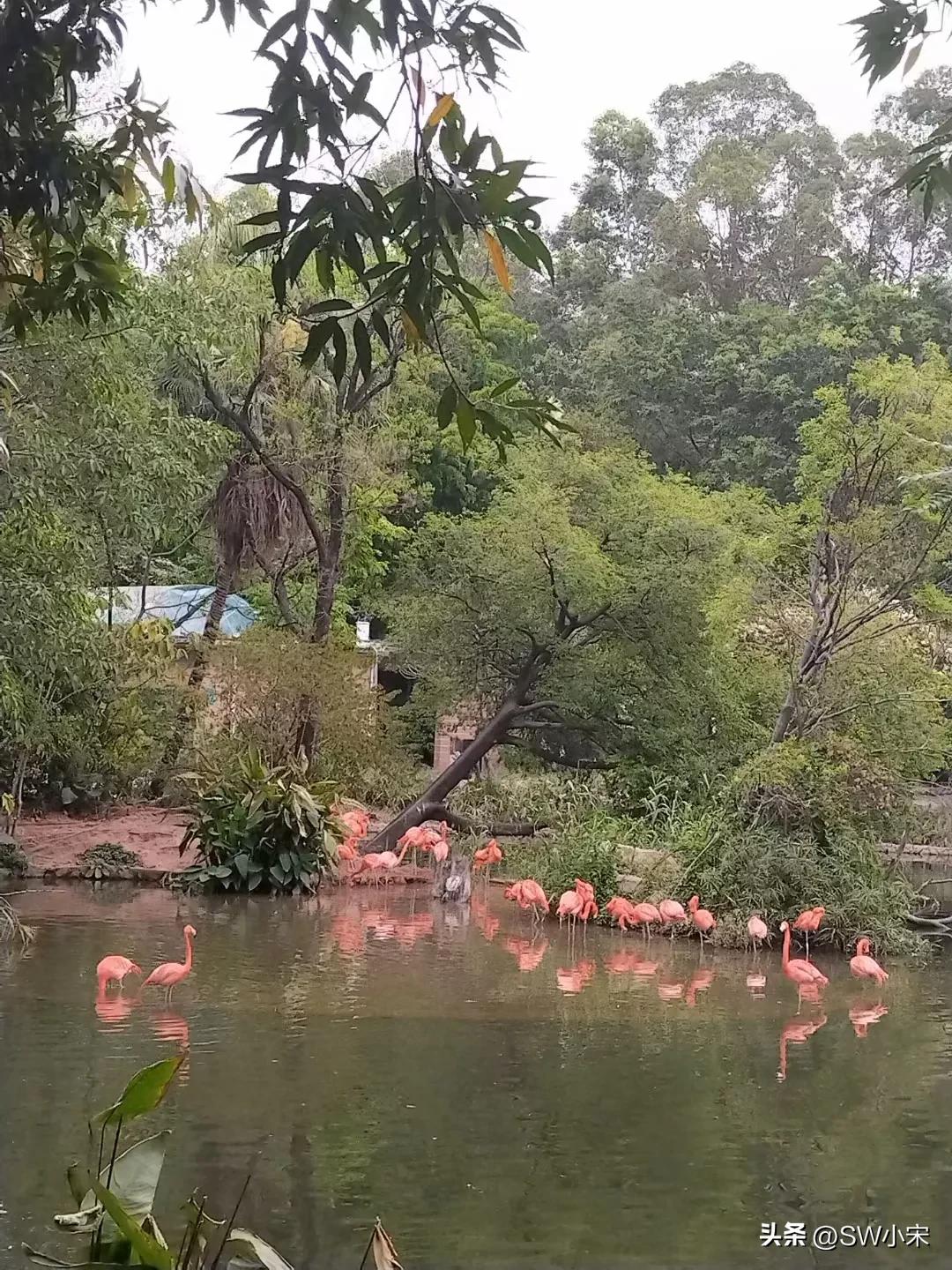 广州长隆野生动物园游玩路线攻略,广州长隆动物园最全游玩攻略