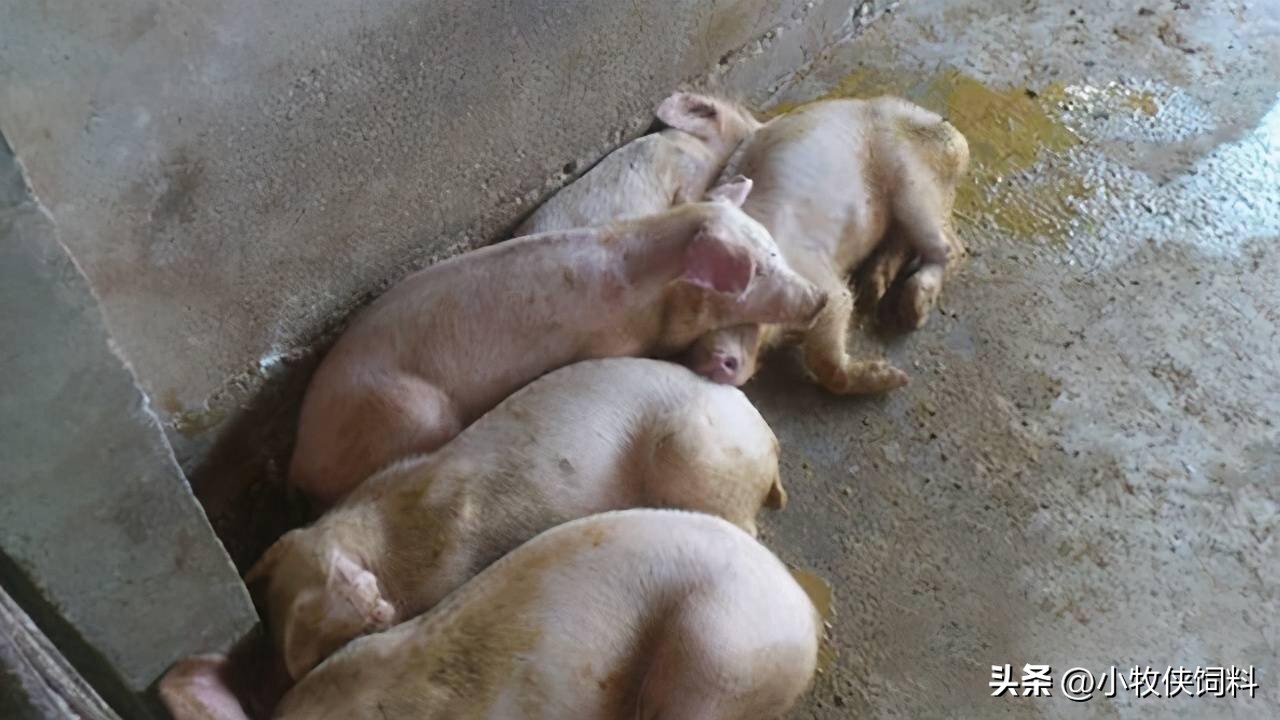 仔猪腹泻拉稀水便怎么治疗,出生2天仔猪水样腹泻最佳治疗法