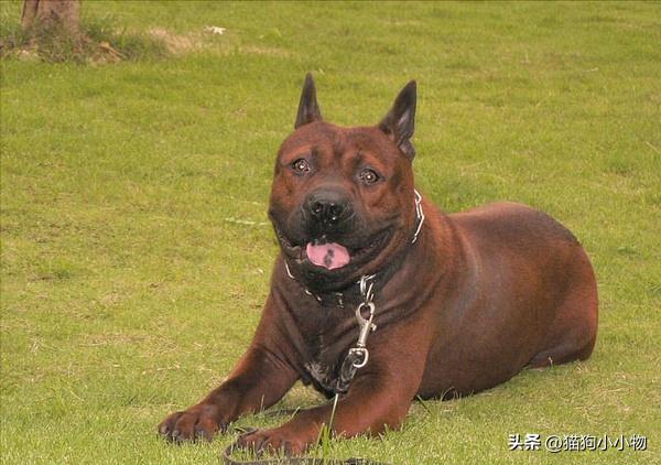 川东猎犬是中国古老犬种吗,川东猎犬可爱