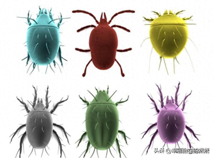 羽绒被太阳晒能杀菌吗,羽绒被洗后晒干有黄渍