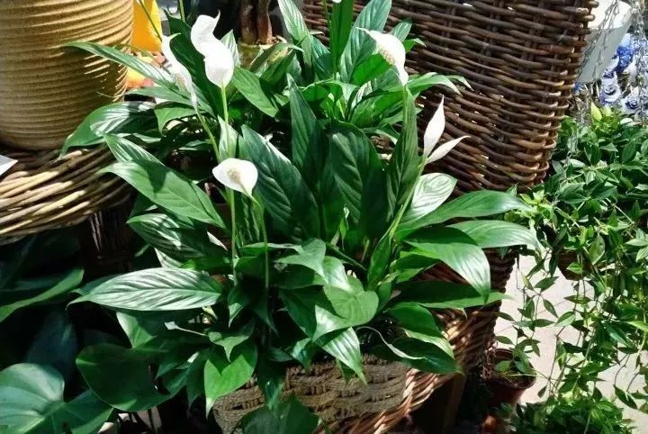 种什么蔬菜可吸甲醛,适合家庭种植的除甲醛植物