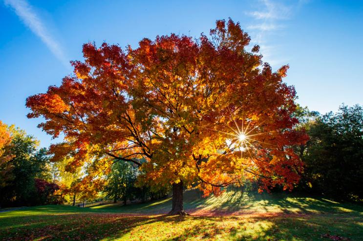 仙人掌墨西哥国花,仙人掌哪个国家的国花