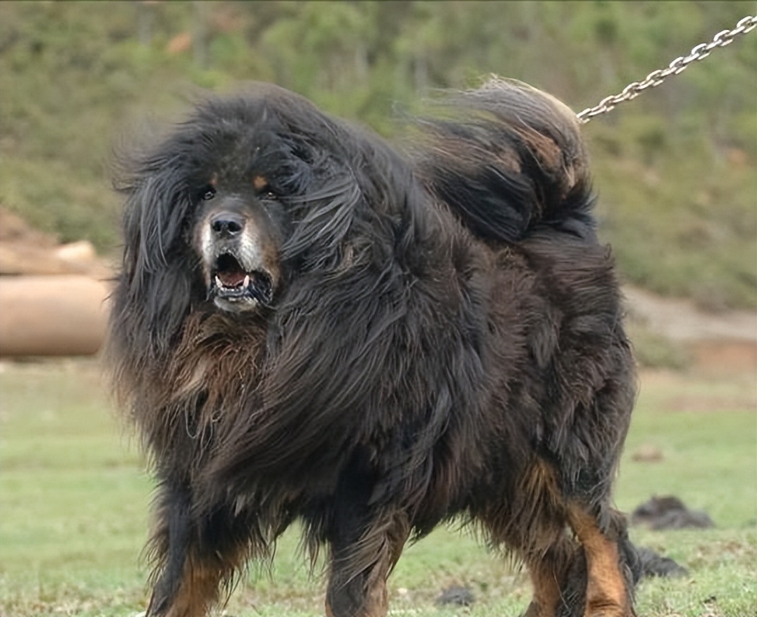 纯种的藏獒真的越来越少了吗,藏獒纯种为什么越来越少