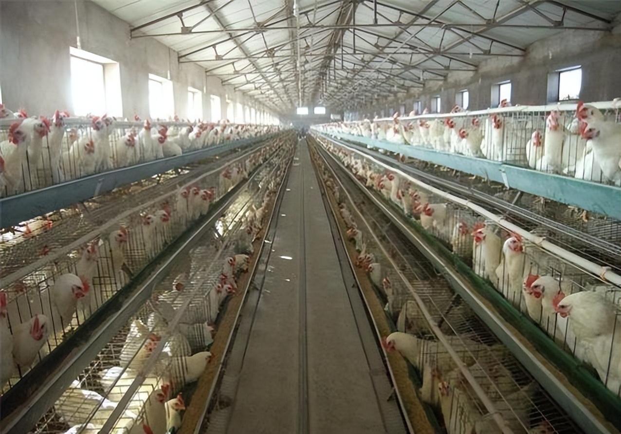 养鸡场污水处理解决方案,专业养鸡场污水处理