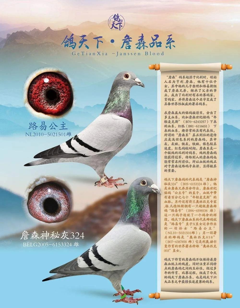 詹森兄弟的信鸽喂饲技巧