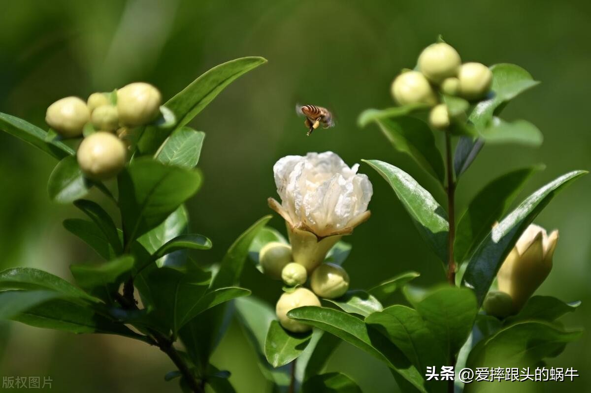 石榴花壁纸生如夏花,石榴花盛开的夏天