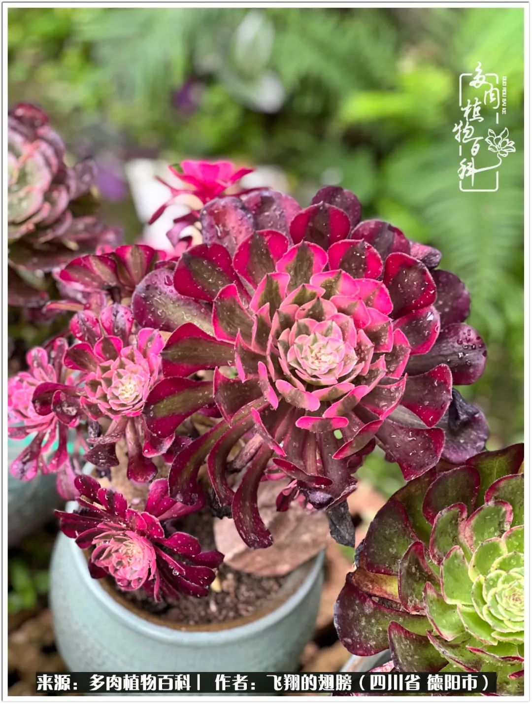 多肉的正确养殖方法冬天怎么养活,多肉怎么养活而且长得快且好看