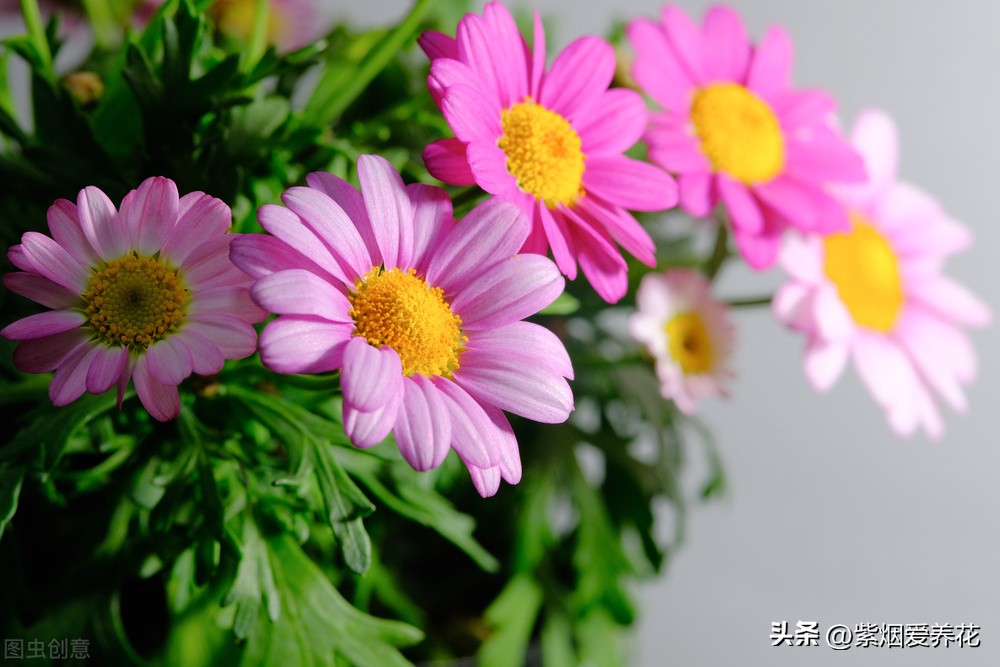 一丛黄菊花图片欣赏,五颜六色姹紫嫣红的鲜花