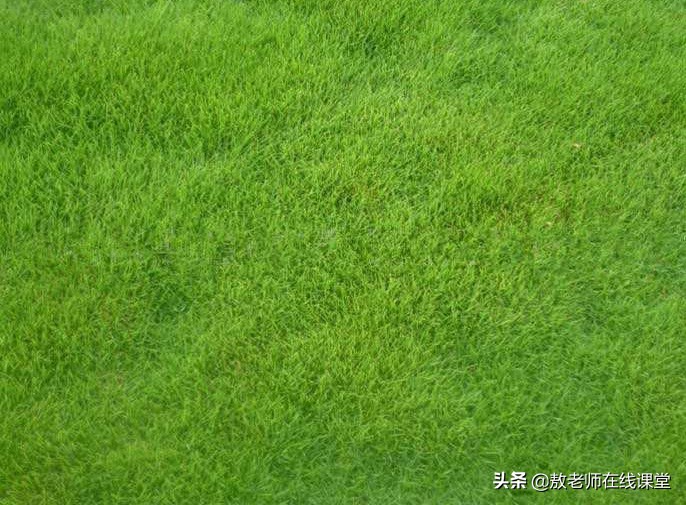 景观园林设计草坪作用,草坪景观设计原则