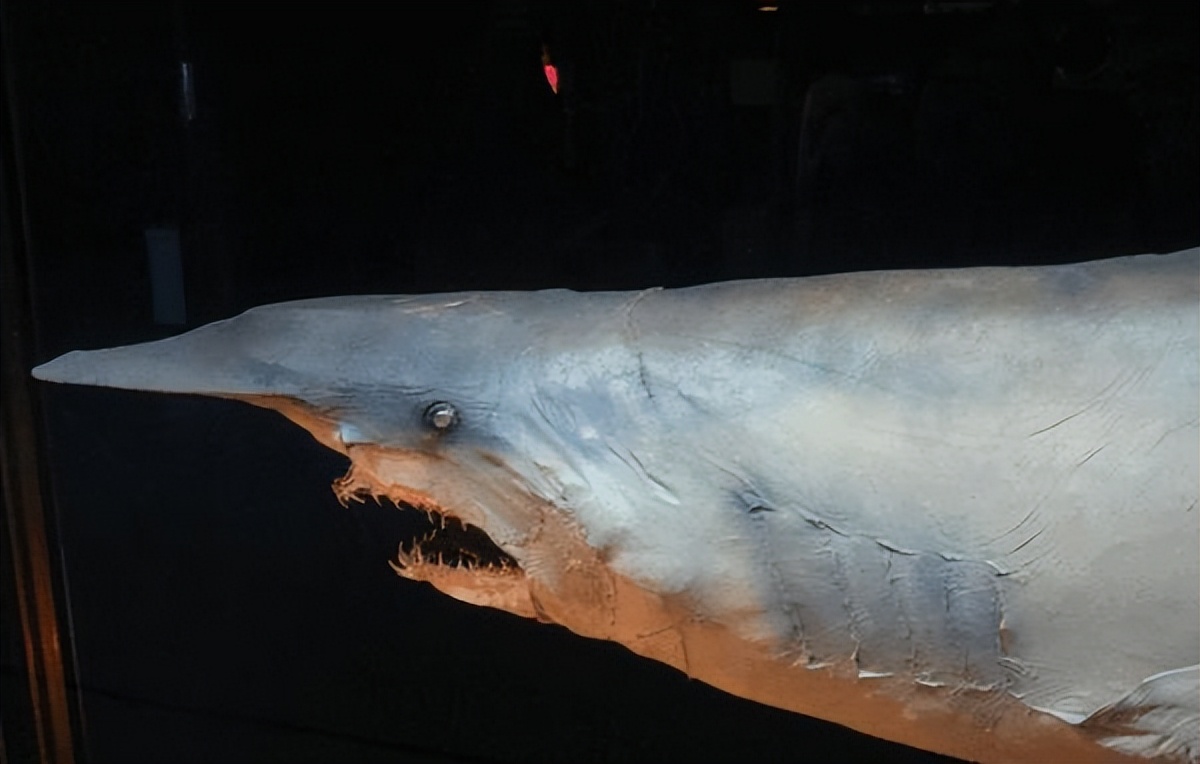 世界上最可怕的动物鲨鱼,奇怪的鲨鱼和各种动物