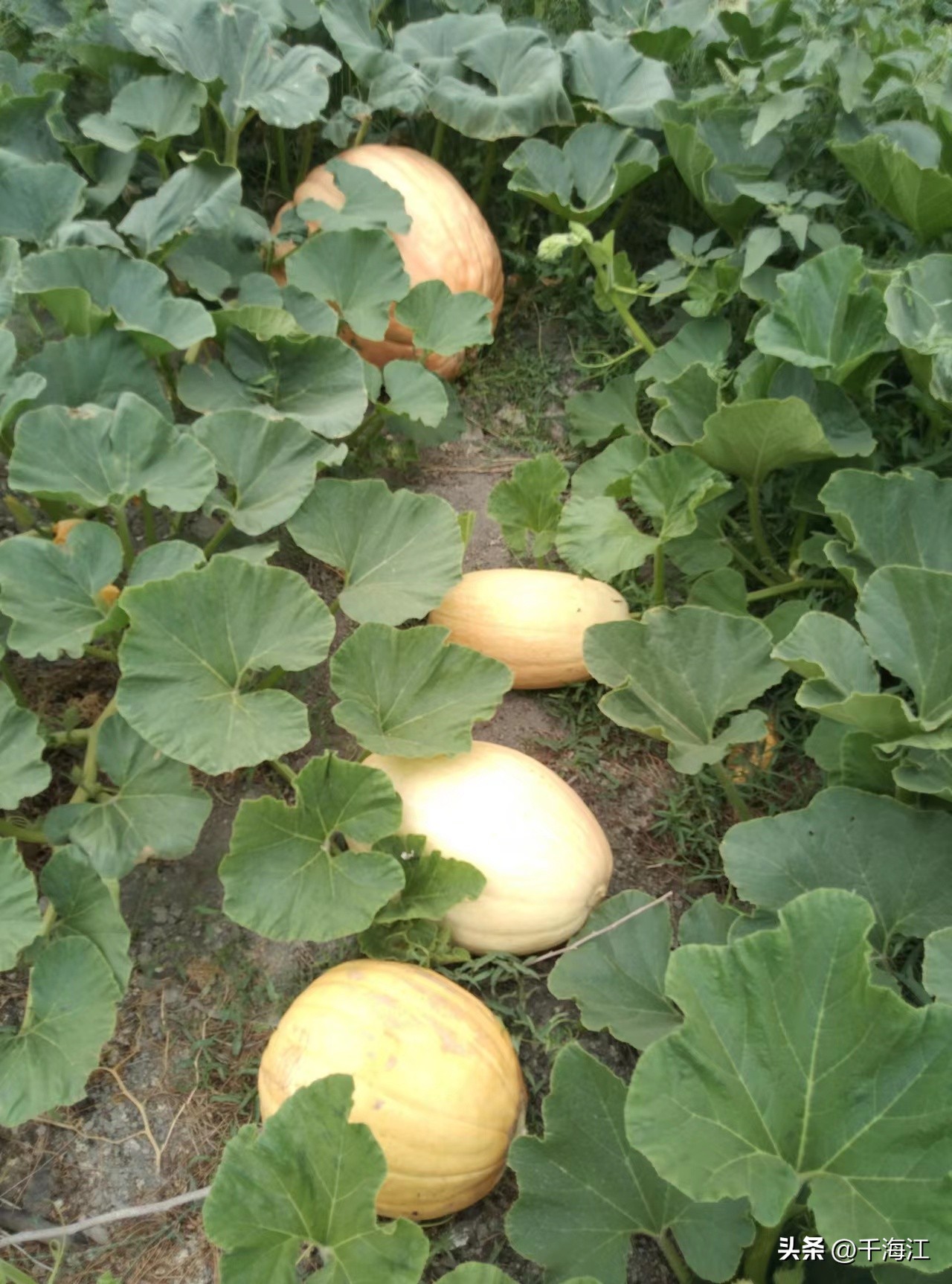 塞外水乡度假村怎么样,乌鲁木齐新市区塞外水乡门票价格