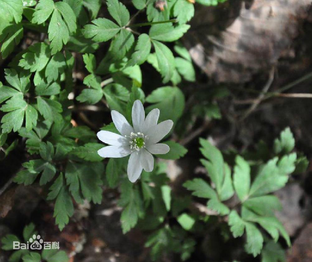 每天学习一味中药白矾,每天学习一味中药石菖蒲