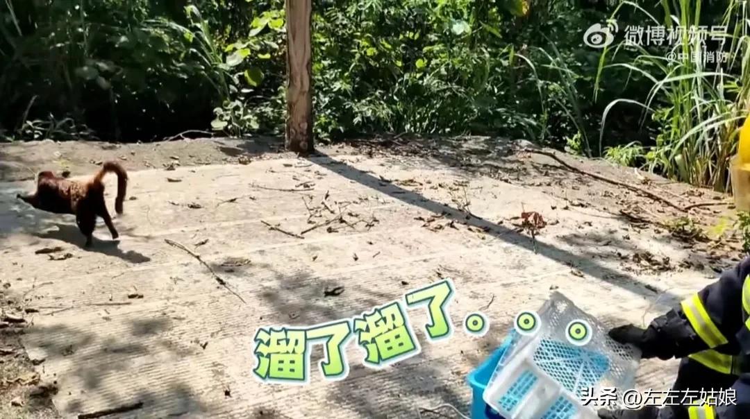 不仅仅是人，立秋后的动物居然还中暑了！太热了