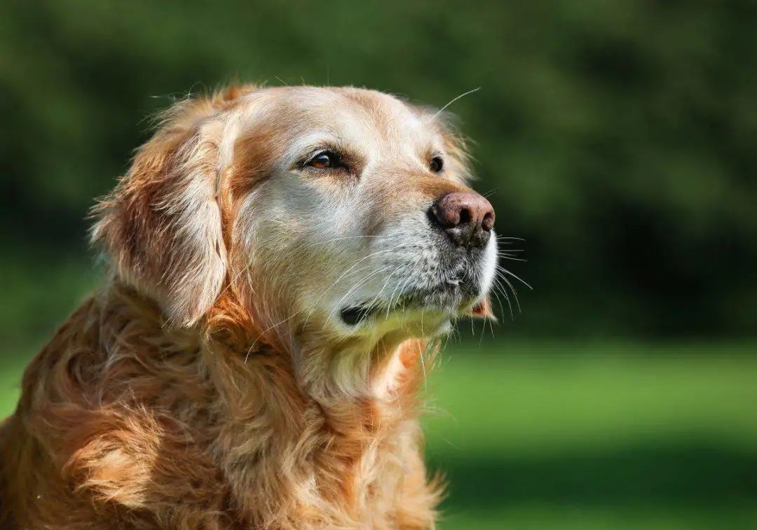 玫斯科普丨冬奥憾失第三金却是爱狗天花板?教你预防“骨科病”