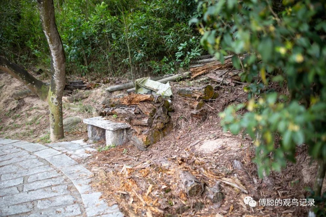 厦门天竺山森林公园旅游攻略,厦门天竺山森林公园步道