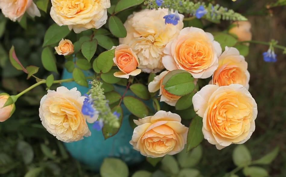 散文朗诵六月的夏天,六月的散文