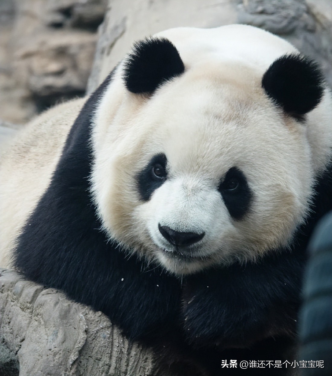 每天认识一只大熊猫七仔,大熊猫福星胖大海胆小
