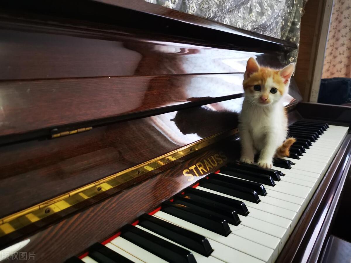 crawzer电钢琴是什么牌子,艺考生买什么电钢琴好