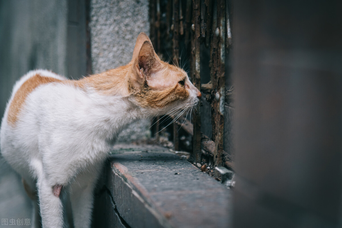 猫长癣怎么办土方法,猫长癣怎么治疗最快
