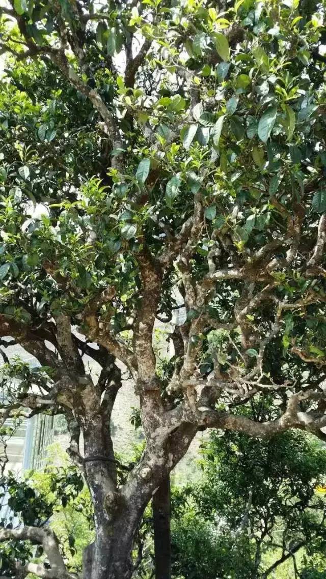 保塘古树茶好喝吗,芒景古树茶好喝吗