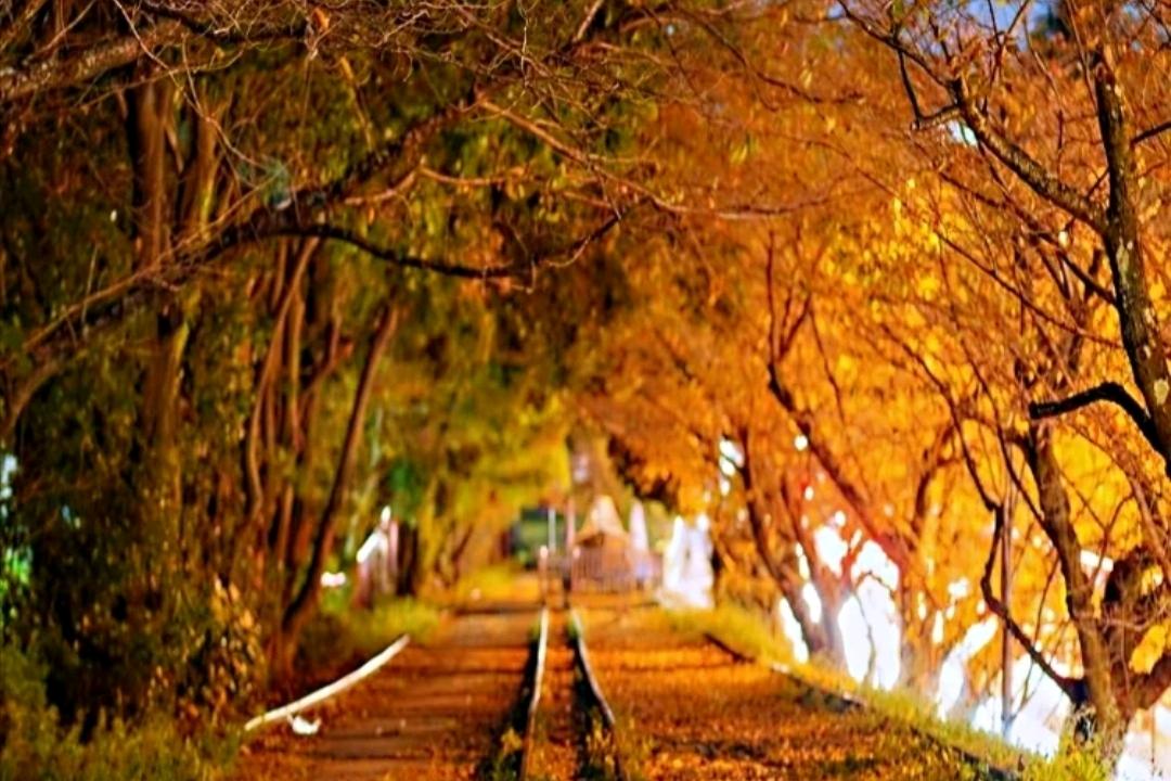 少数民族预科班通过的概率,高考少数民族预科班