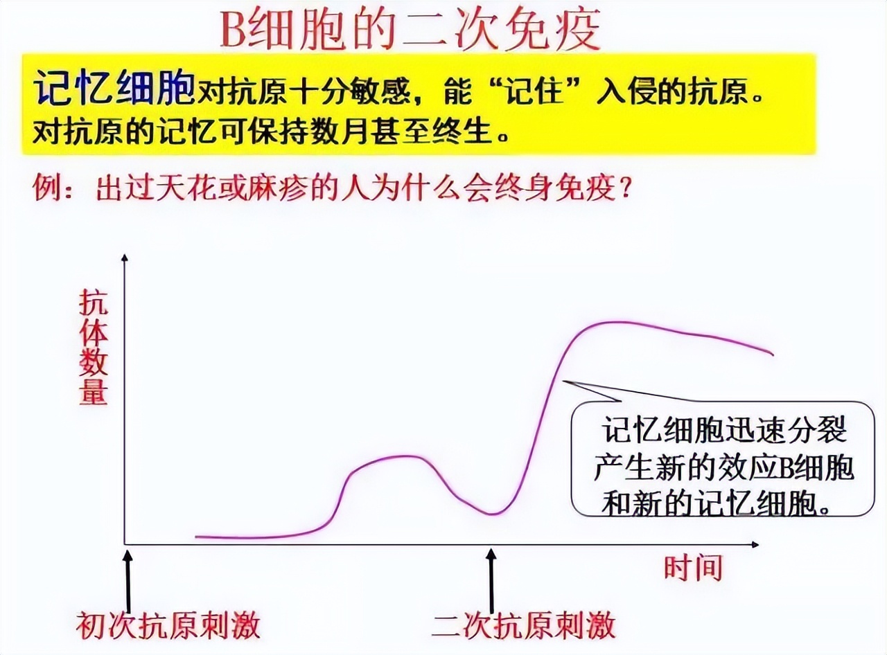 高中生物细胞免疫全知识点视频,生物高中知识点免疫调节