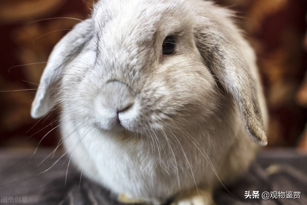 兔子嘴巴烂了怎么快速消除,兔子嘴巴烂了是什么原因