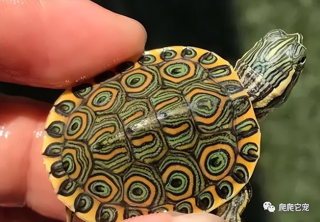 泥水养龟正确方法,泥水养龟教程必看