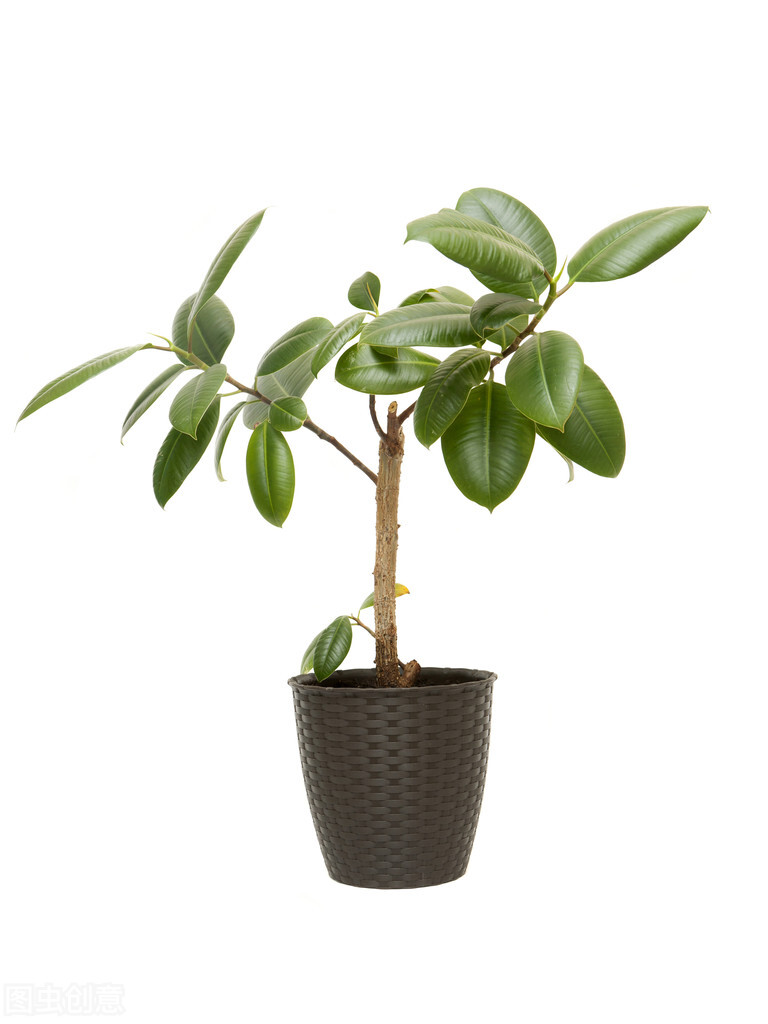 好养的植物小型图片和养殖方法,最好养的10种种植物