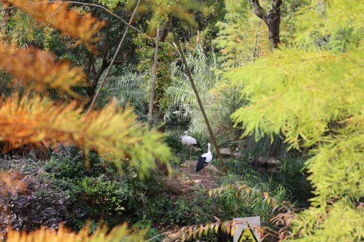 最值得打卡的动物园,国庆必打卡动物园推荐