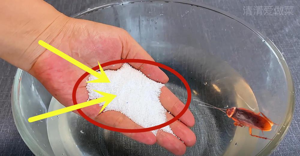 消灭蟑螂最有效的方法不用药,不用杀虫剂消灭蟑螂