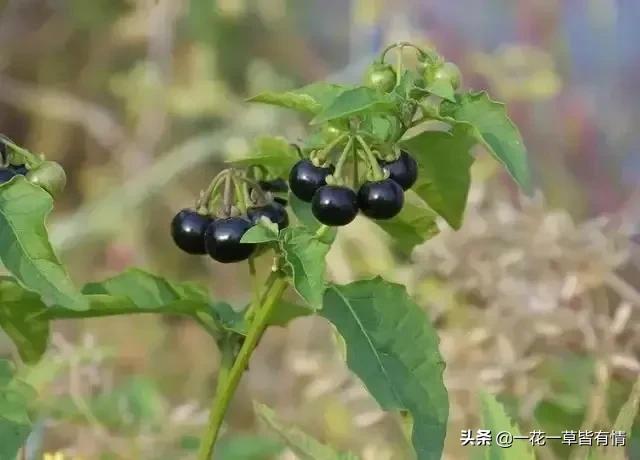 你们小时候都在河边捡到过的东西,重温儿时的记忆来河边捡到宝了