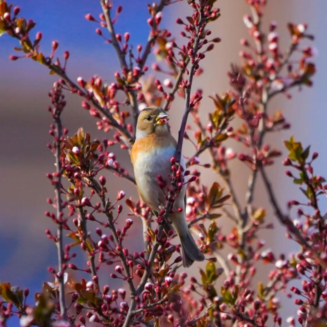 济南这个周末适合哪里赏花,济南春天赏花好去处